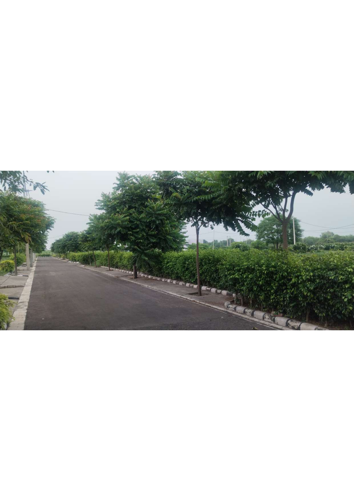 Green Circle Homes, Ambala – cypress-lined entrance road with plot direction signboard